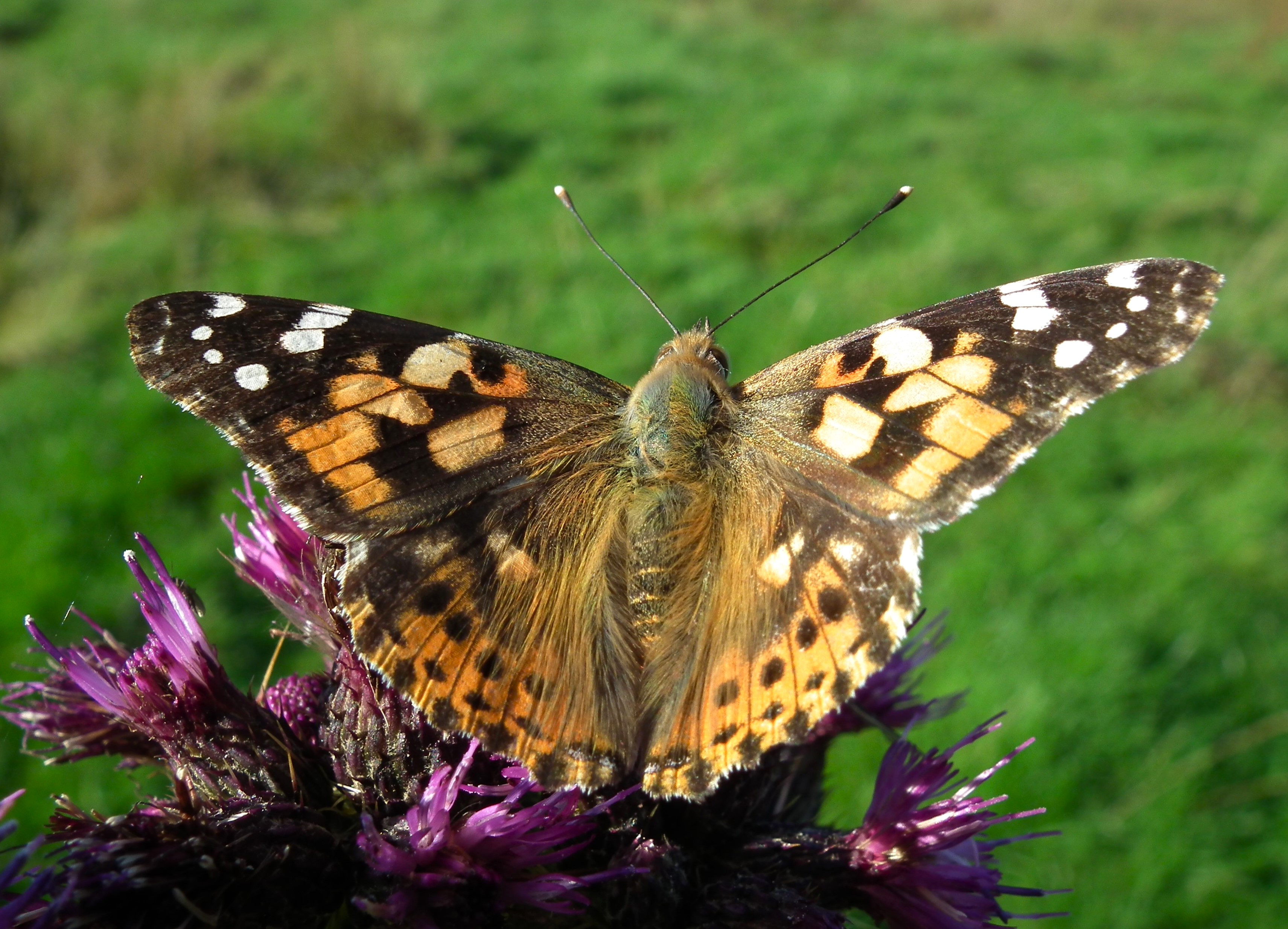 LAST BUTTERFLY 2011 Bill Bagley Photography